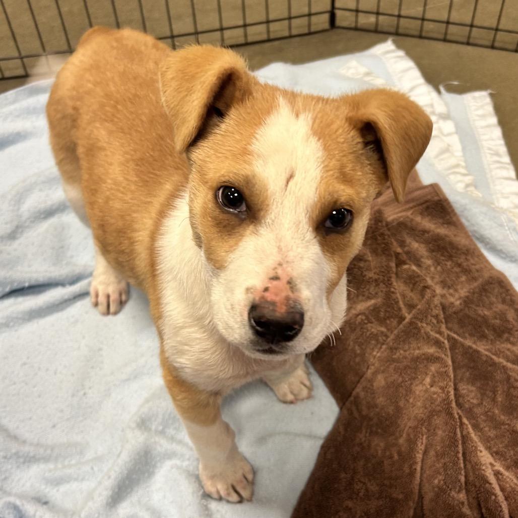 Enlarge Andy/bruiser, a Adoptable Mixed Breed in Bismarck, ND image 2/6