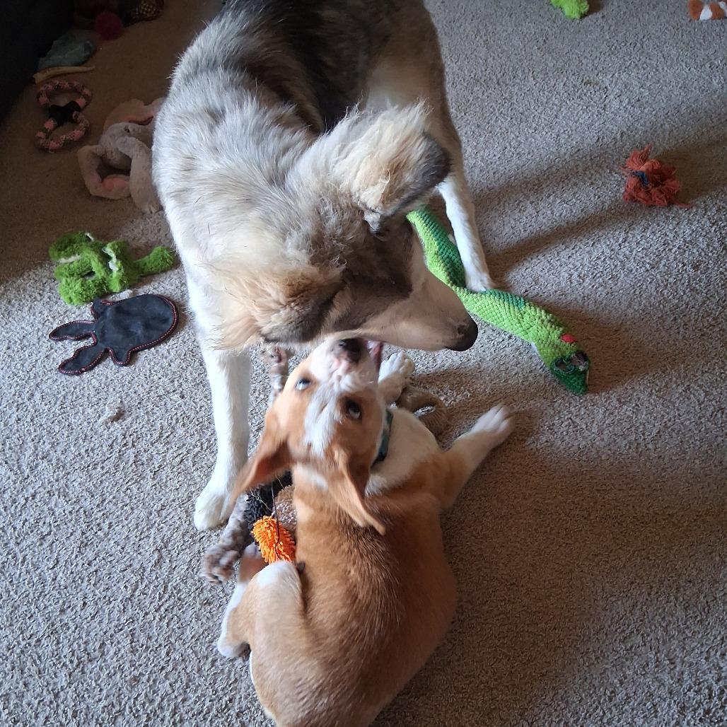 Enlarge Andy/bruiser, a Adoptable Mixed Breed in Bismarck, ND image 3/6