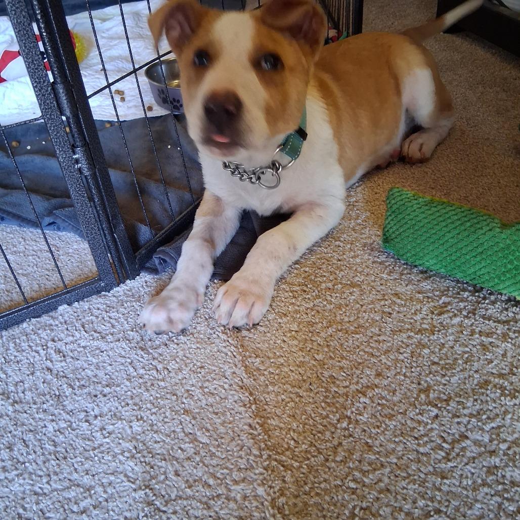 Enlarge Andy/bruiser, a Adoptable Mixed Breed in Bismarck, ND image 4/6