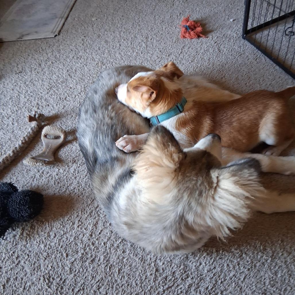 Enlarge Andy/bruiser, a Adoptable Mixed Breed in Bismarck, ND image 5/6