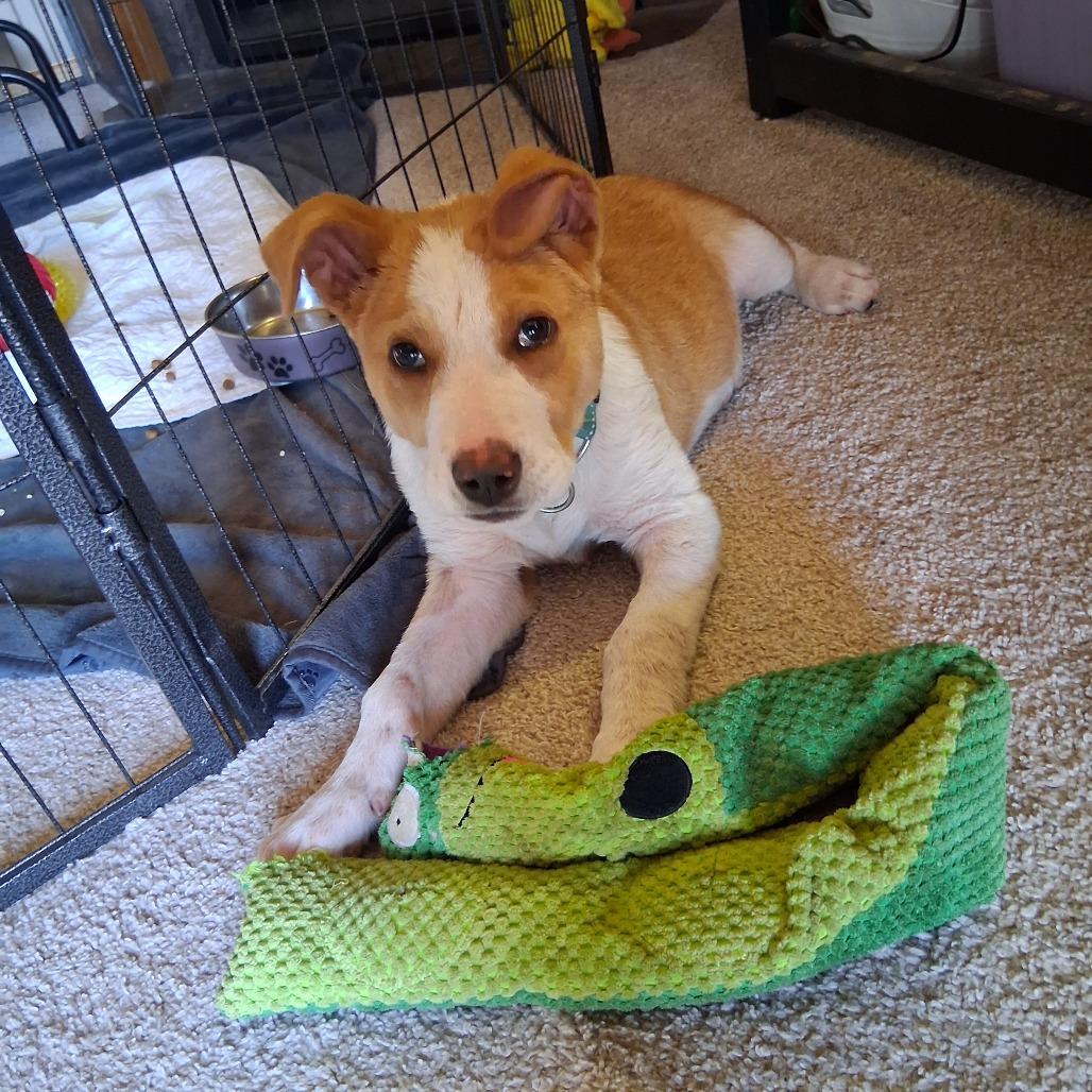 Enlarge Andy/bruiser, a Adoptable Mixed Breed in Bismarck, ND image 6/6