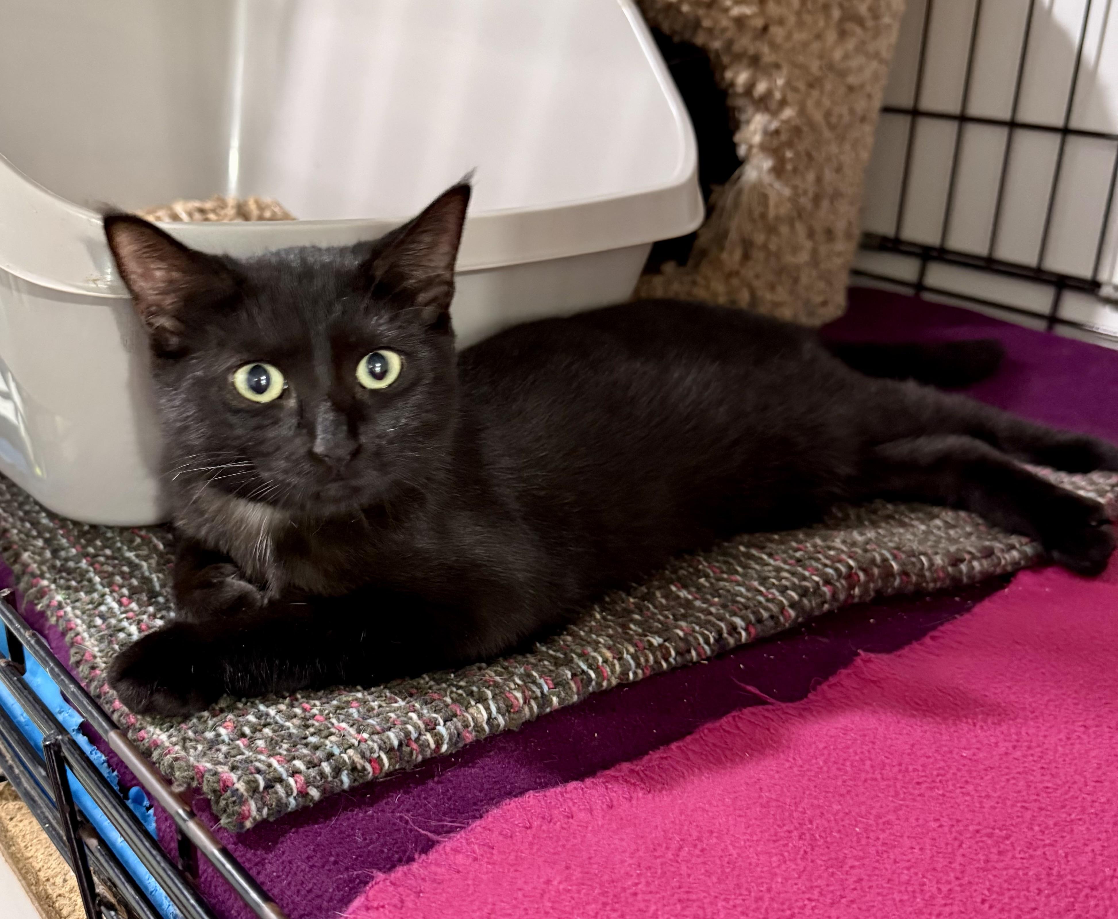 Millie, Adoptable, Young Female Domestic Short Hair.