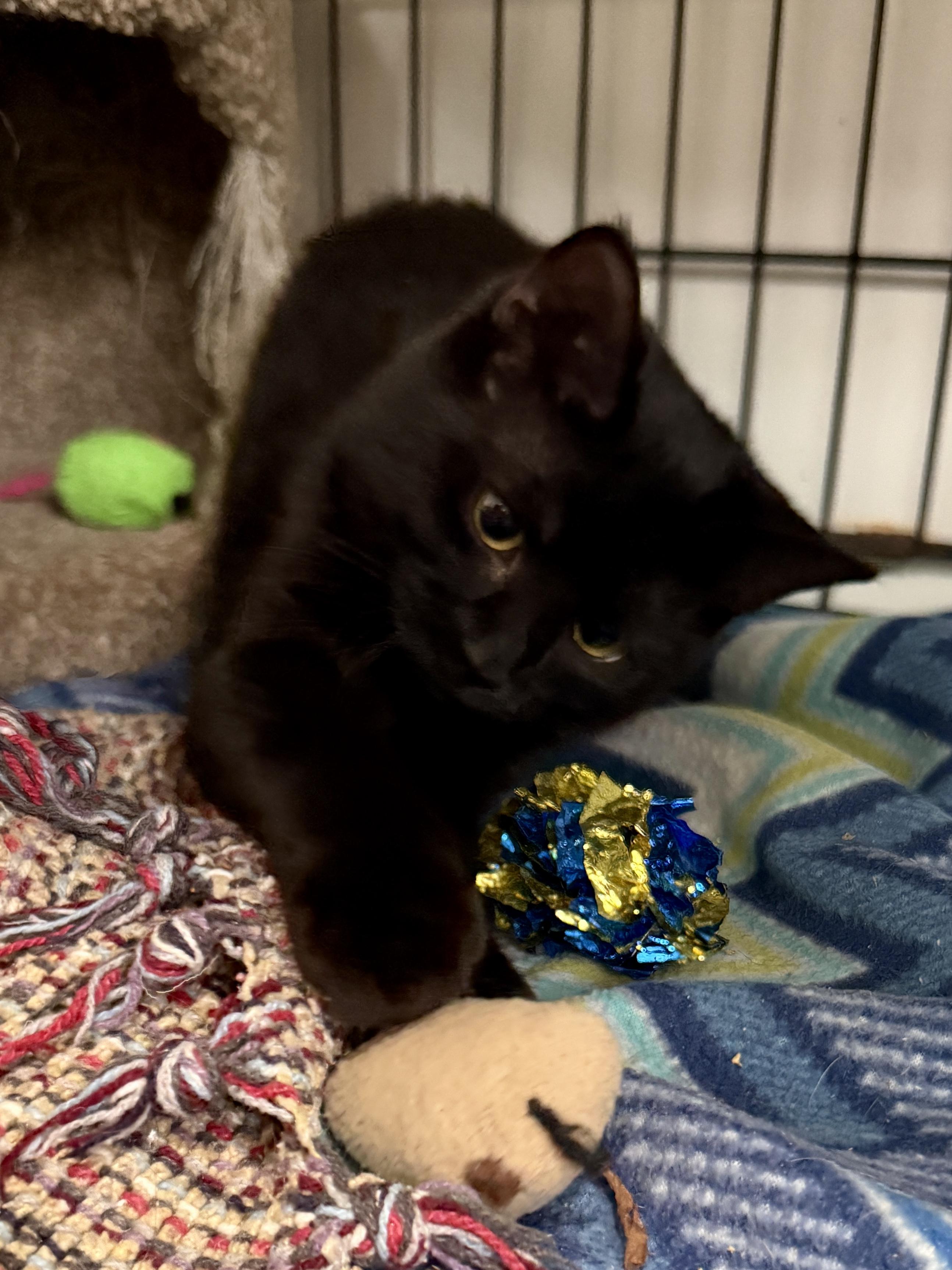 Enlarge Millie, a Adoptable Domestic Short Hair in Ashland, OH image 5/6