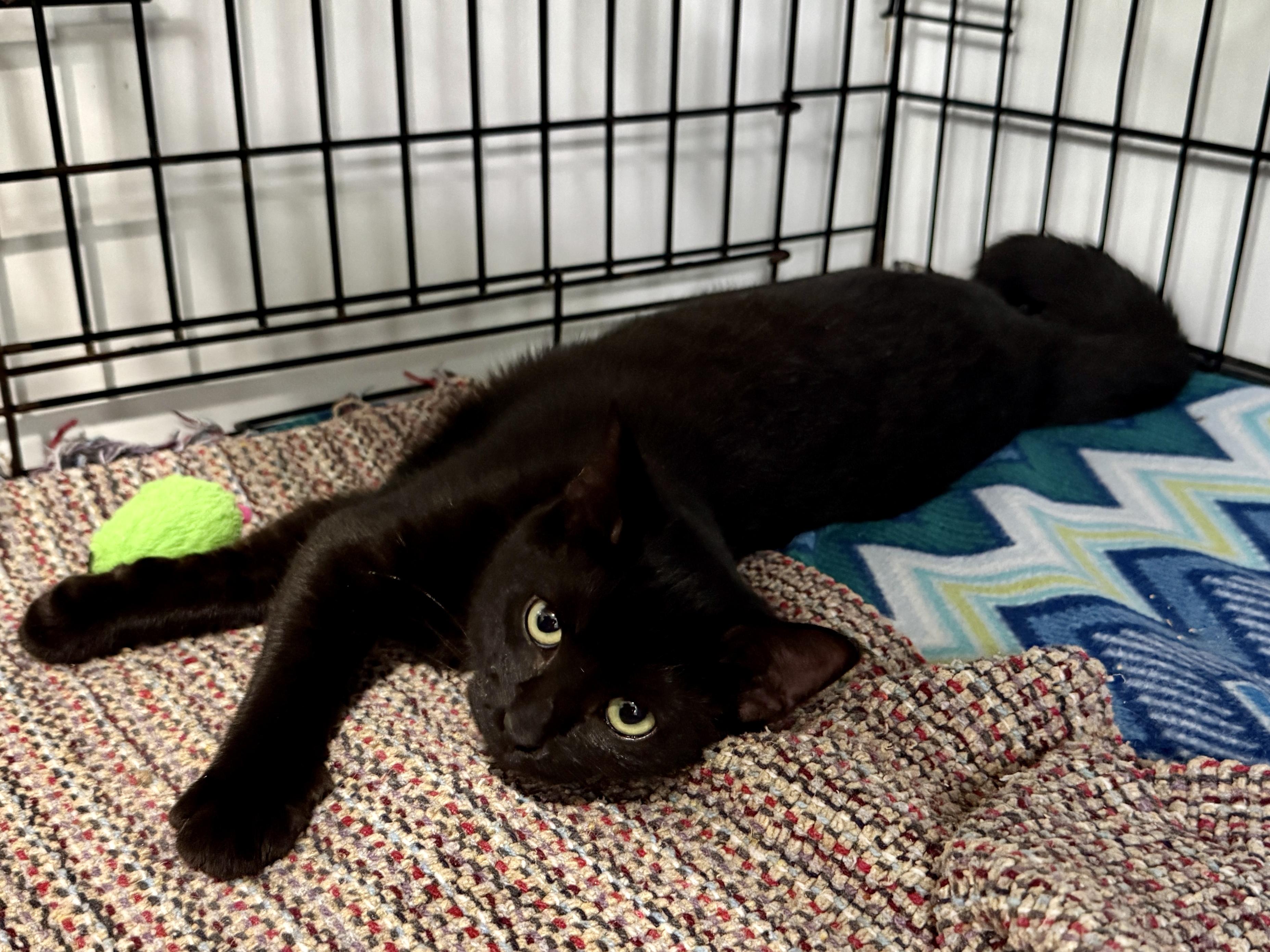 Enlarge Millie, a Adoptable Domestic Short Hair in Ashland, OH image 2/6