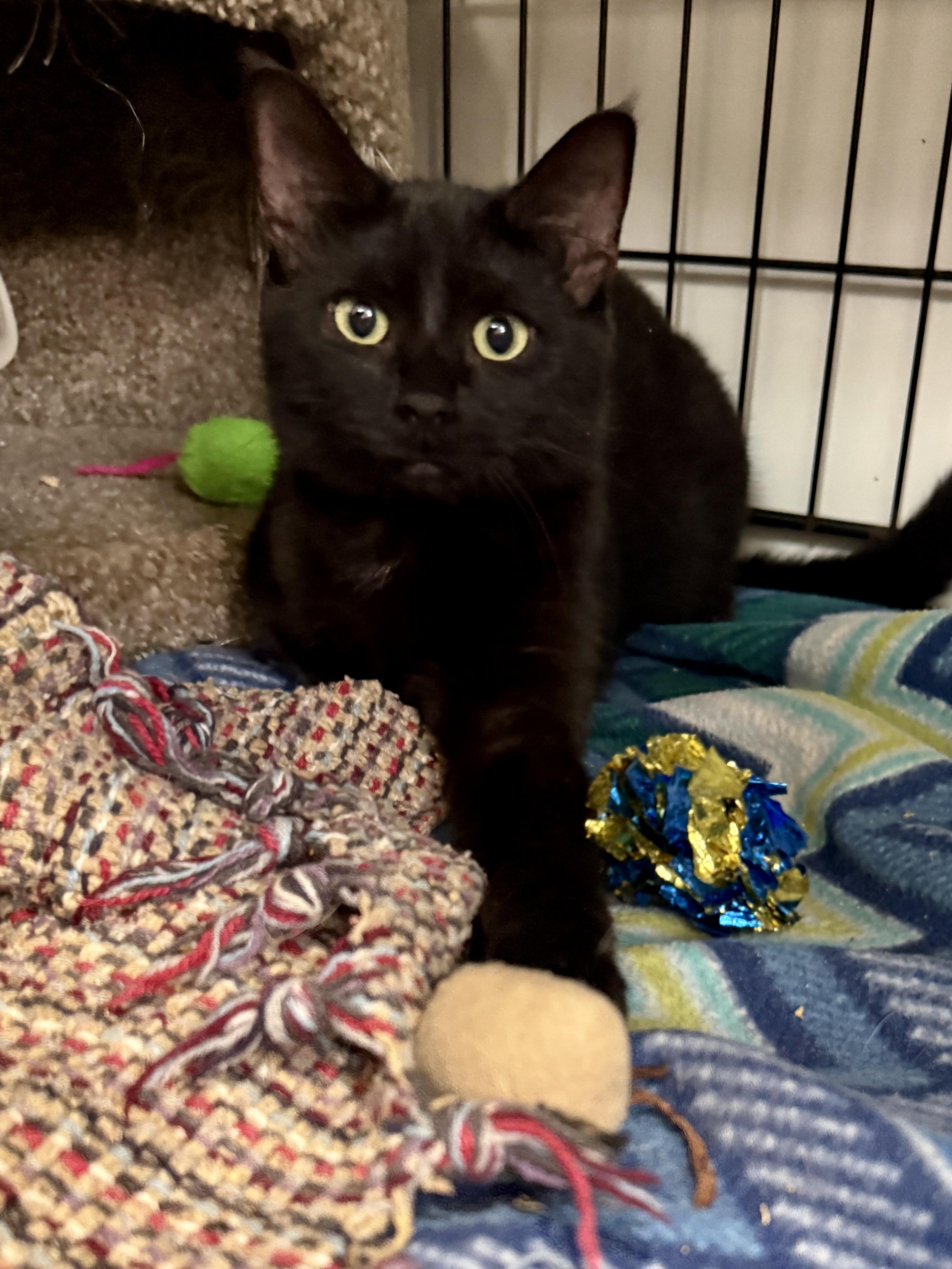 Enlarge Millie, a Adoptable Domestic Short Hair in Ashland, OH image 6/6