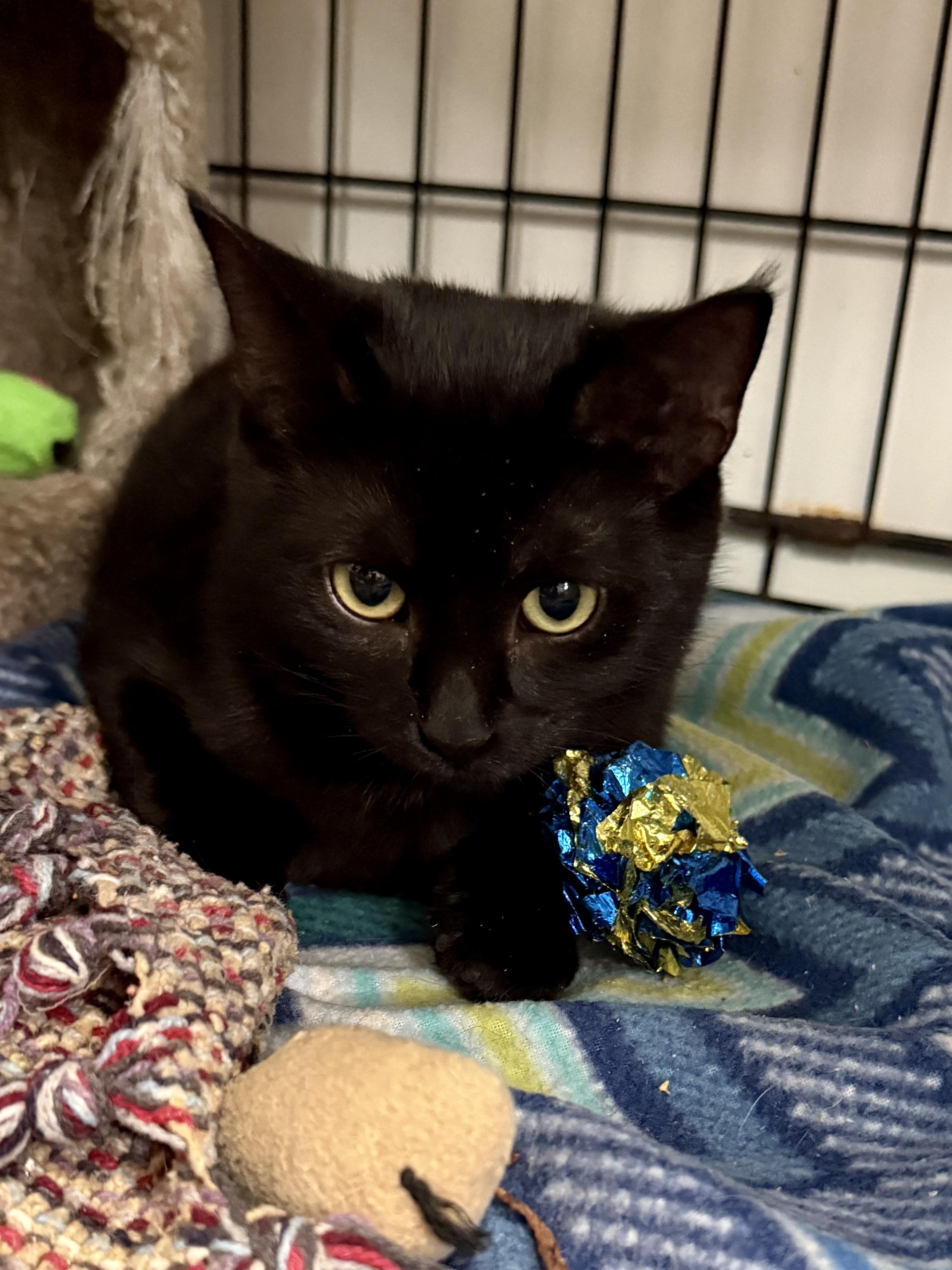 Enlarge Millie, a Adoptable Domestic Short Hair in Ashland, OH image 4/6