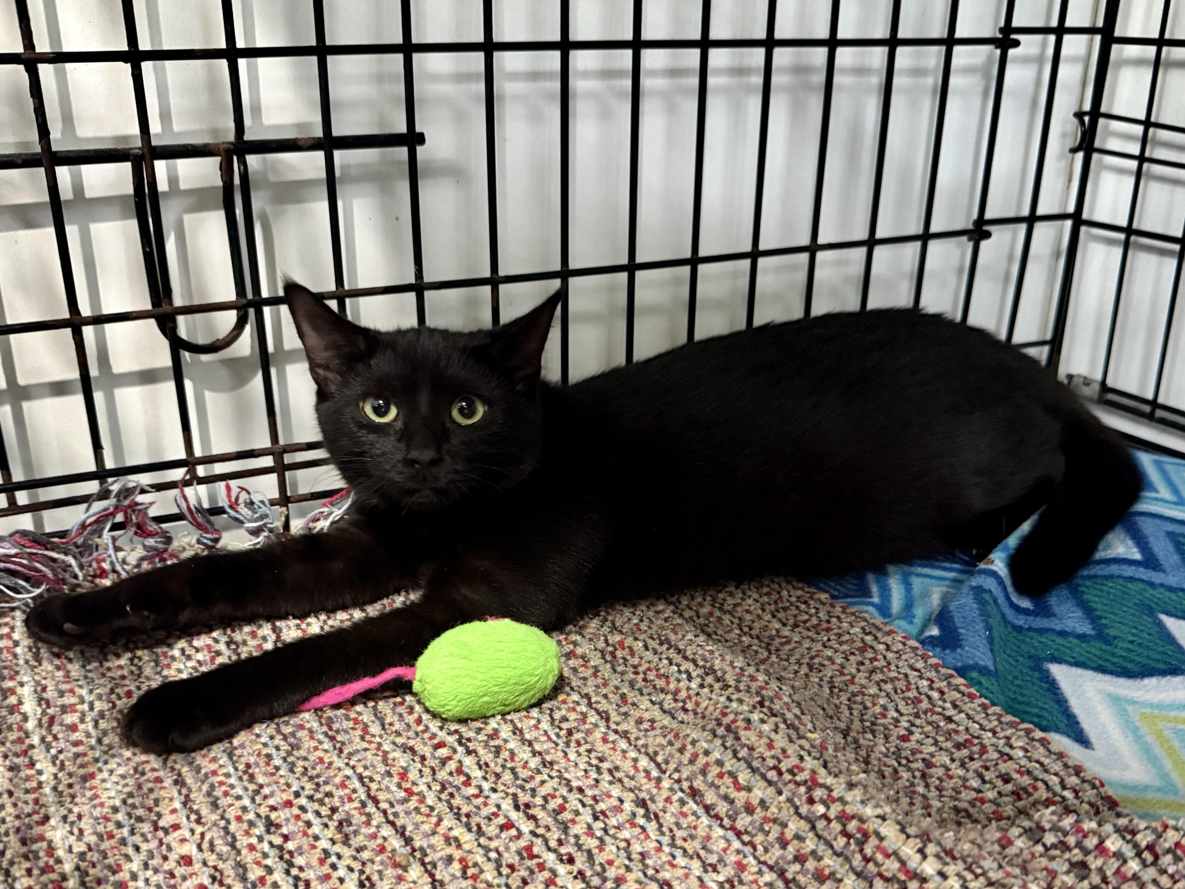 Enlarge Millie, a Adoptable Domestic Short Hair in Ashland, OH image 3/6