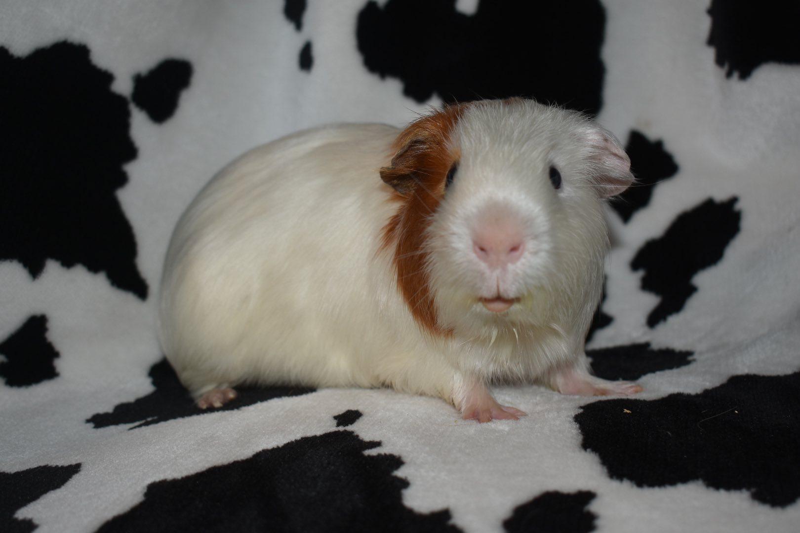 Jack Jack, Adopted, Adult Male Guinea Pig.