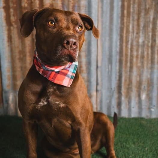 Leah, Adoptable, Adult Female Pit Bull Terrier & Chocolate Labrador Retriever.