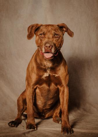 Leah, Adoptable, Adult Female Pit Bull Terrier & Chocolate Labrador Retriever.