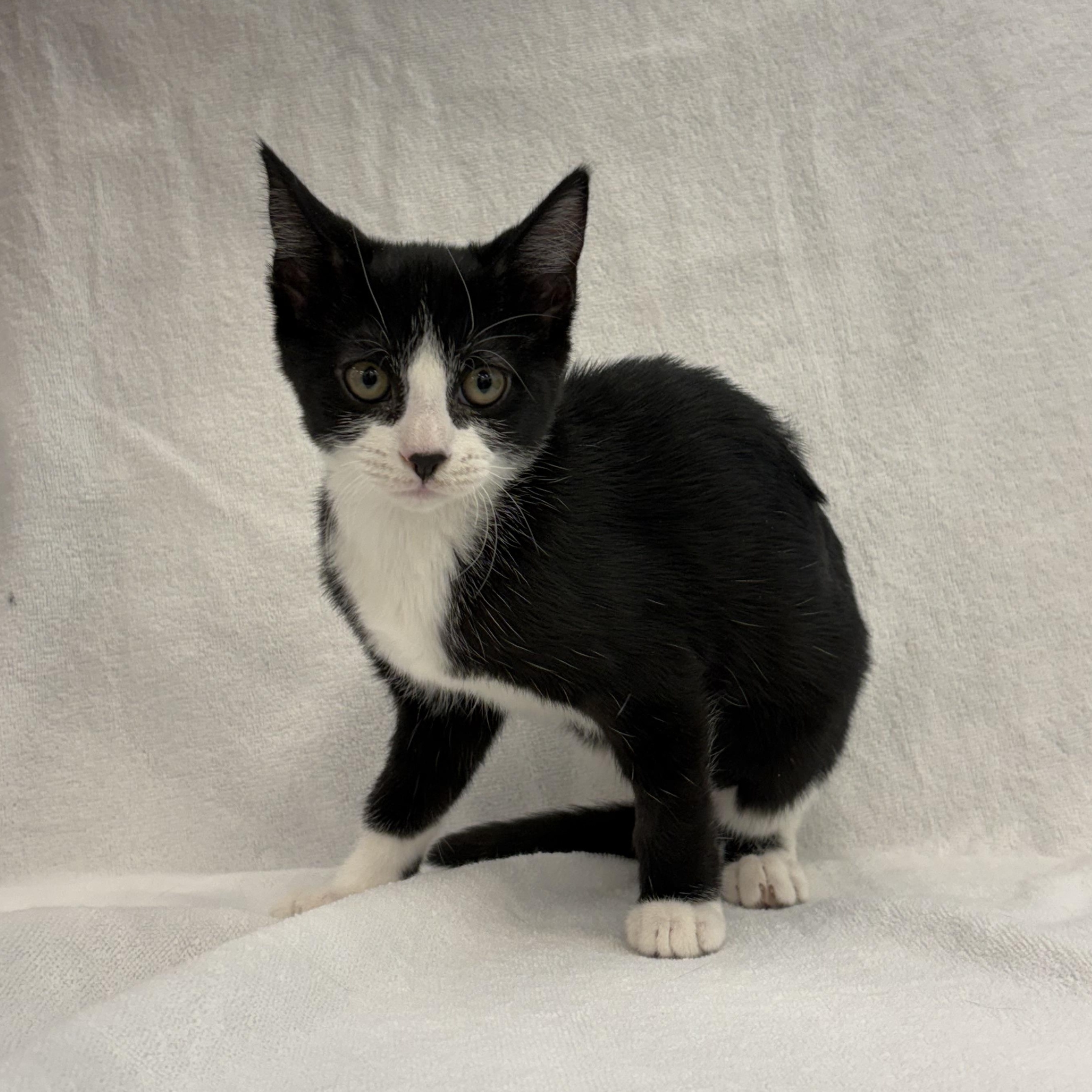 Dorothy, a Adoptable Tuxedo in Henderson, NV image 2/3