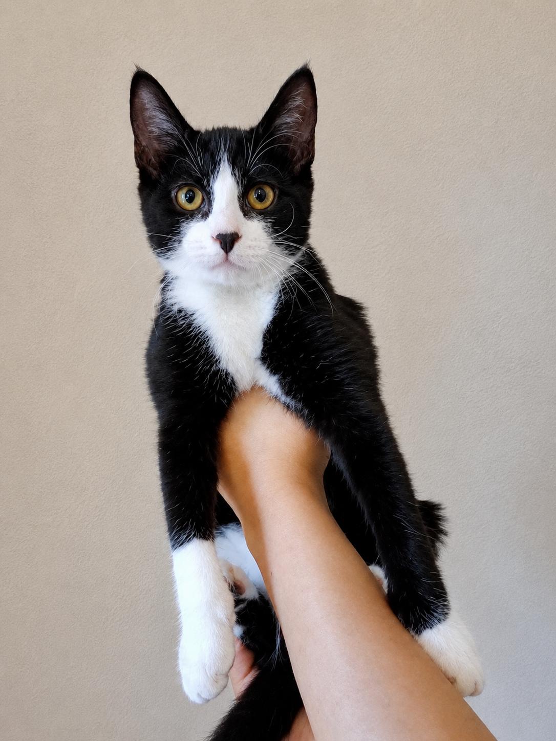 Dorothy, a Adoptable Tuxedo in Henderson, NV image 1/3