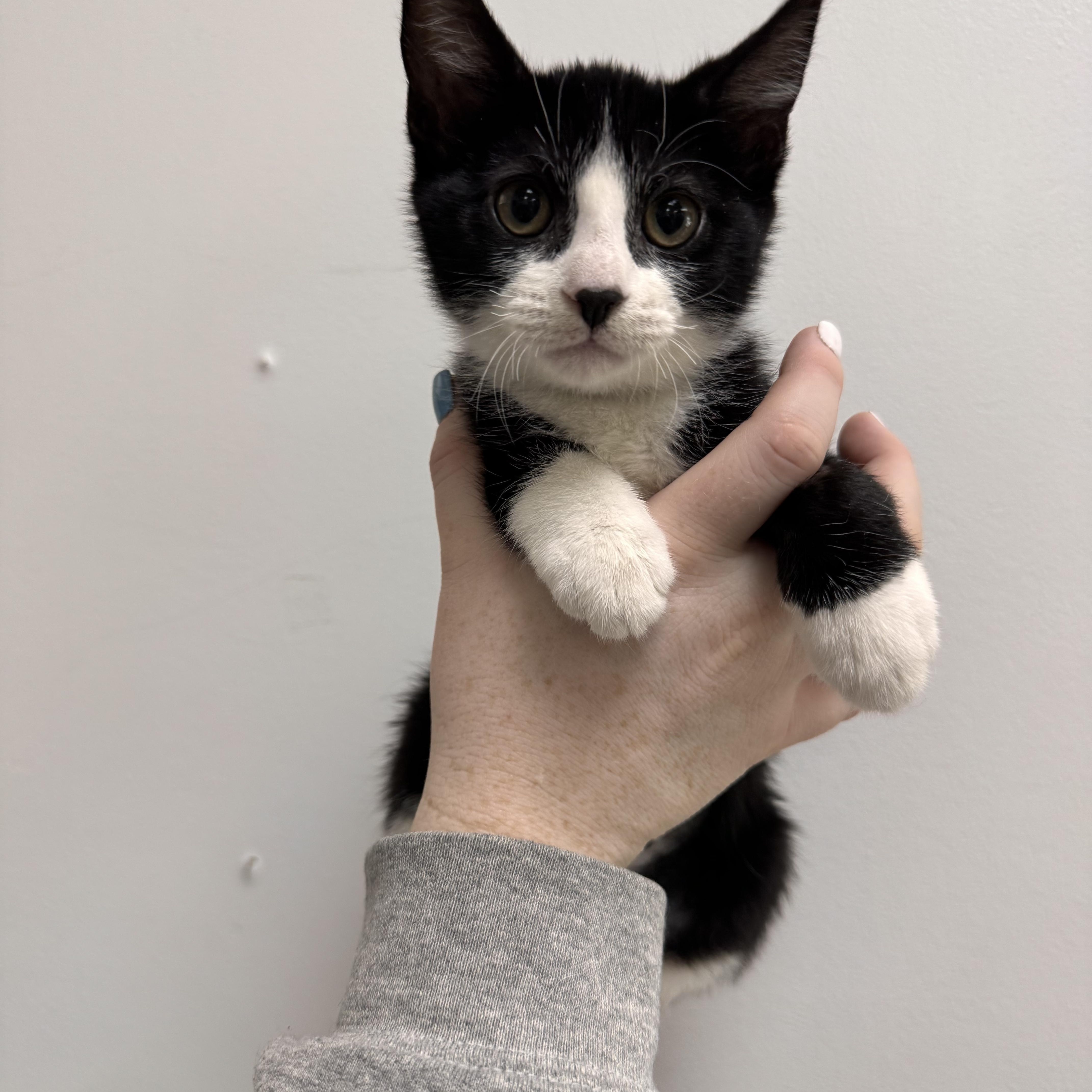 Enlarge Dorothy, a Adoptable Tuxedo in Henderson, NV image 1/1