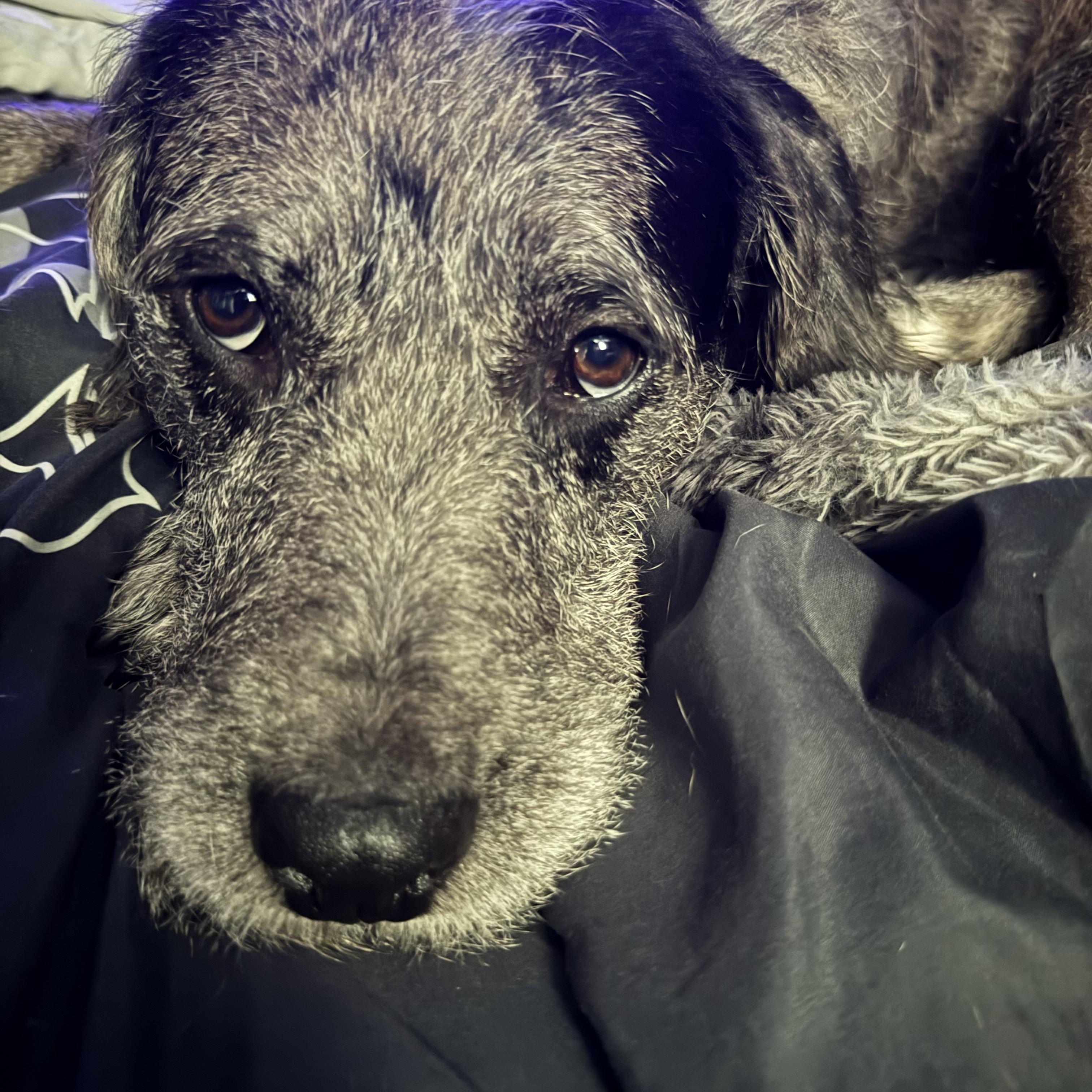 Enlarge Bruce, a ADOPTABLE mixed breed in Baton Rouge, LA image 3/5