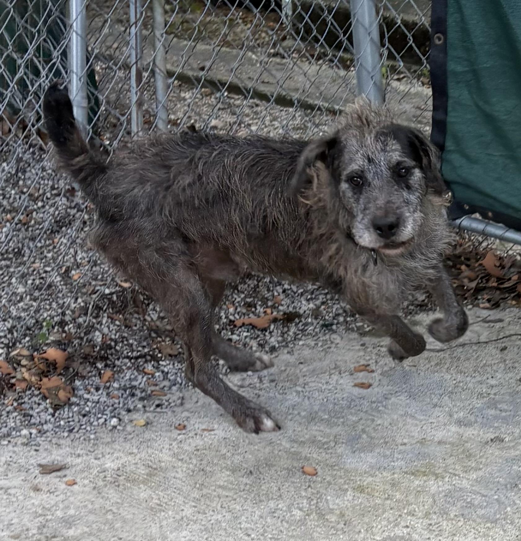 Enlarge Bruce, a ADOPTABLE mixed breed in Baton Rouge, LA image 4/5