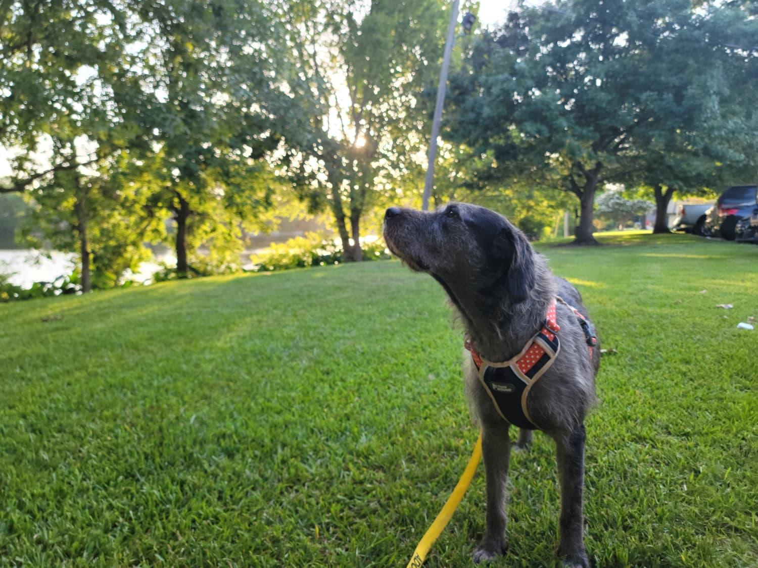 Enlarge Bruce, a ADOPTABLE mixed breed in Baton Rouge, LA image 5/5