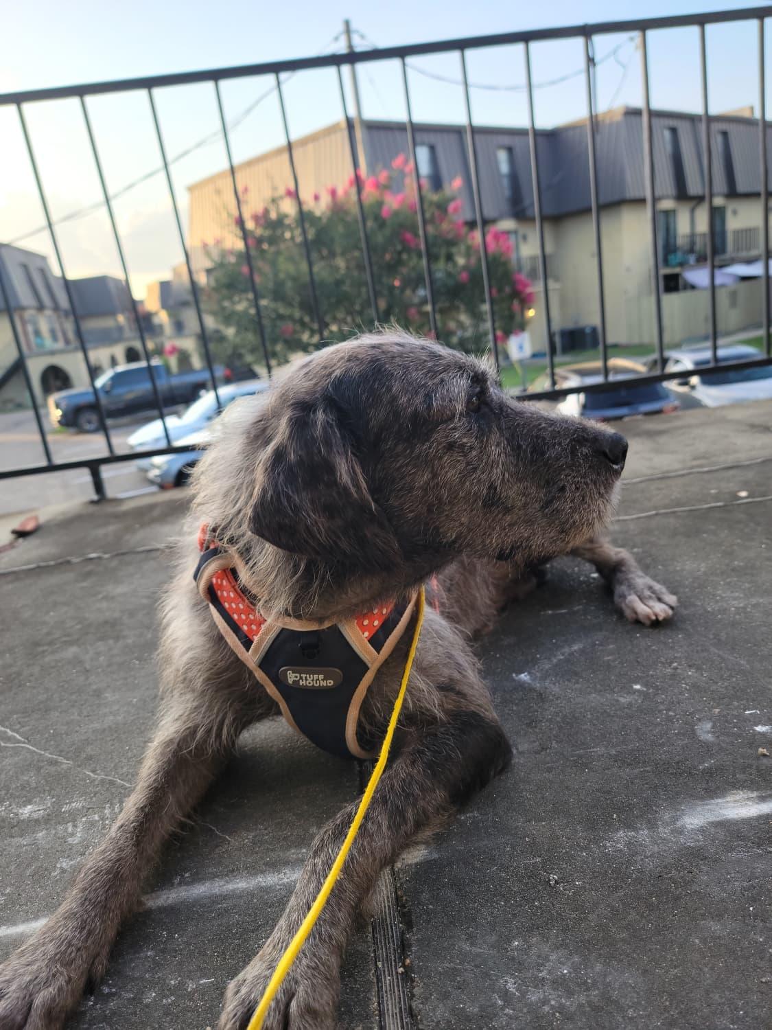 Enlarge Bruce, a ADOPTABLE mixed breed in Baton Rouge, LA image 2/5