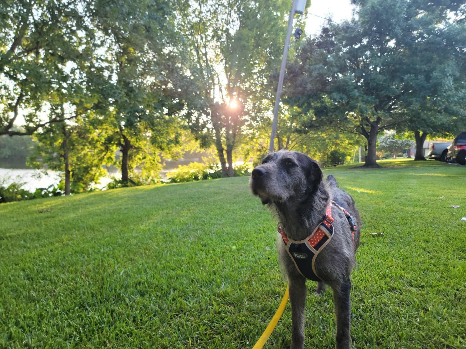 Bruce, ADOPTABLE, Adult Male Irish Wolfhound.