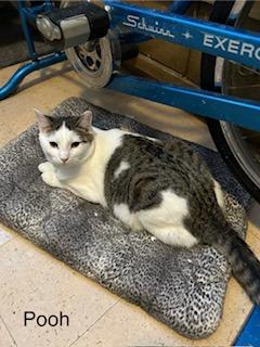 Pooh, Adoptable, Young Male Domestic Short Hair.