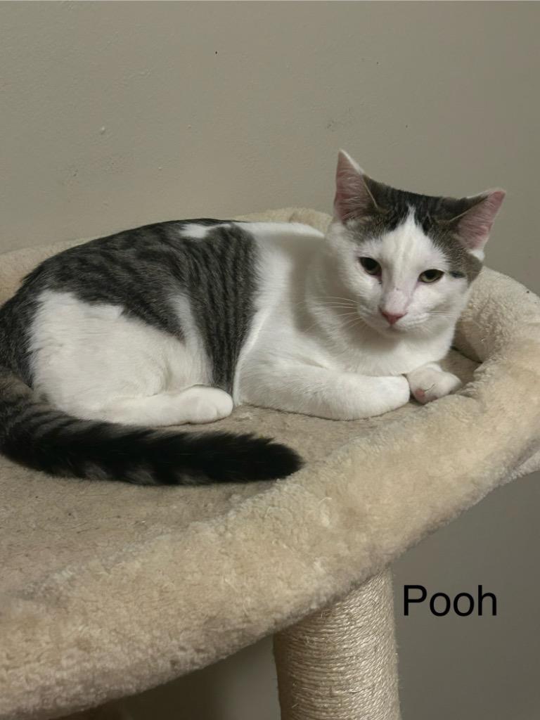 Enlarge Pooh, a Adoptable Domestic Short Hair in Cloquet, MN image 2/3
