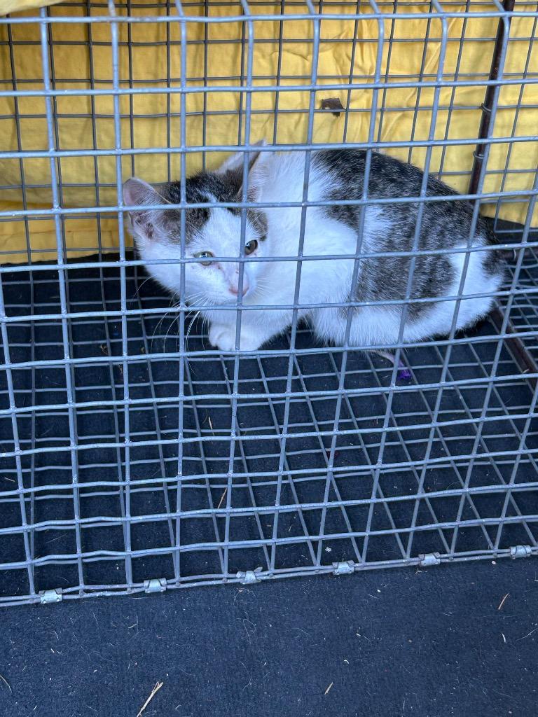 Enlarge Pooh, a Adoptable Domestic Short Hair in Cloquet, MN image 3/3