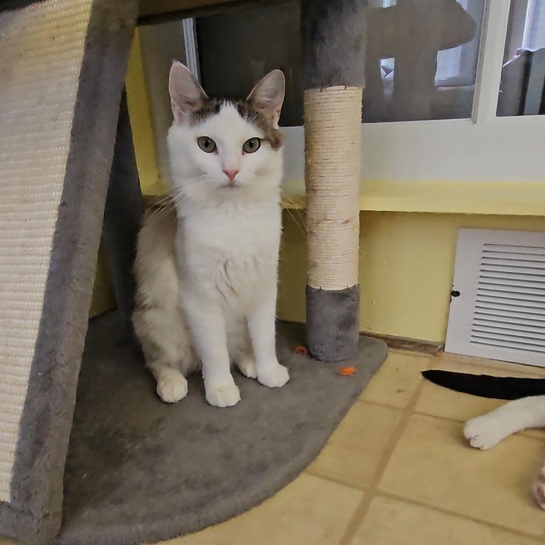 Enlarge Whitney (bonded to Ingrid and Phil), a Adopted Domestic Short Hair in Neenah, WI image 4/6