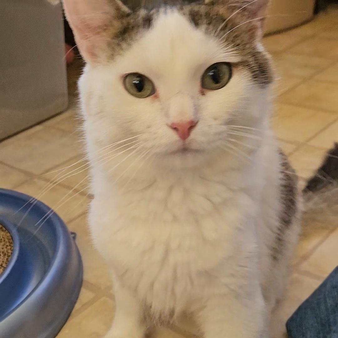 Enlarge Whitney (bonded to Ingrid and Phil), a Adopted Domestic Short Hair in Neenah, WI image 5/6