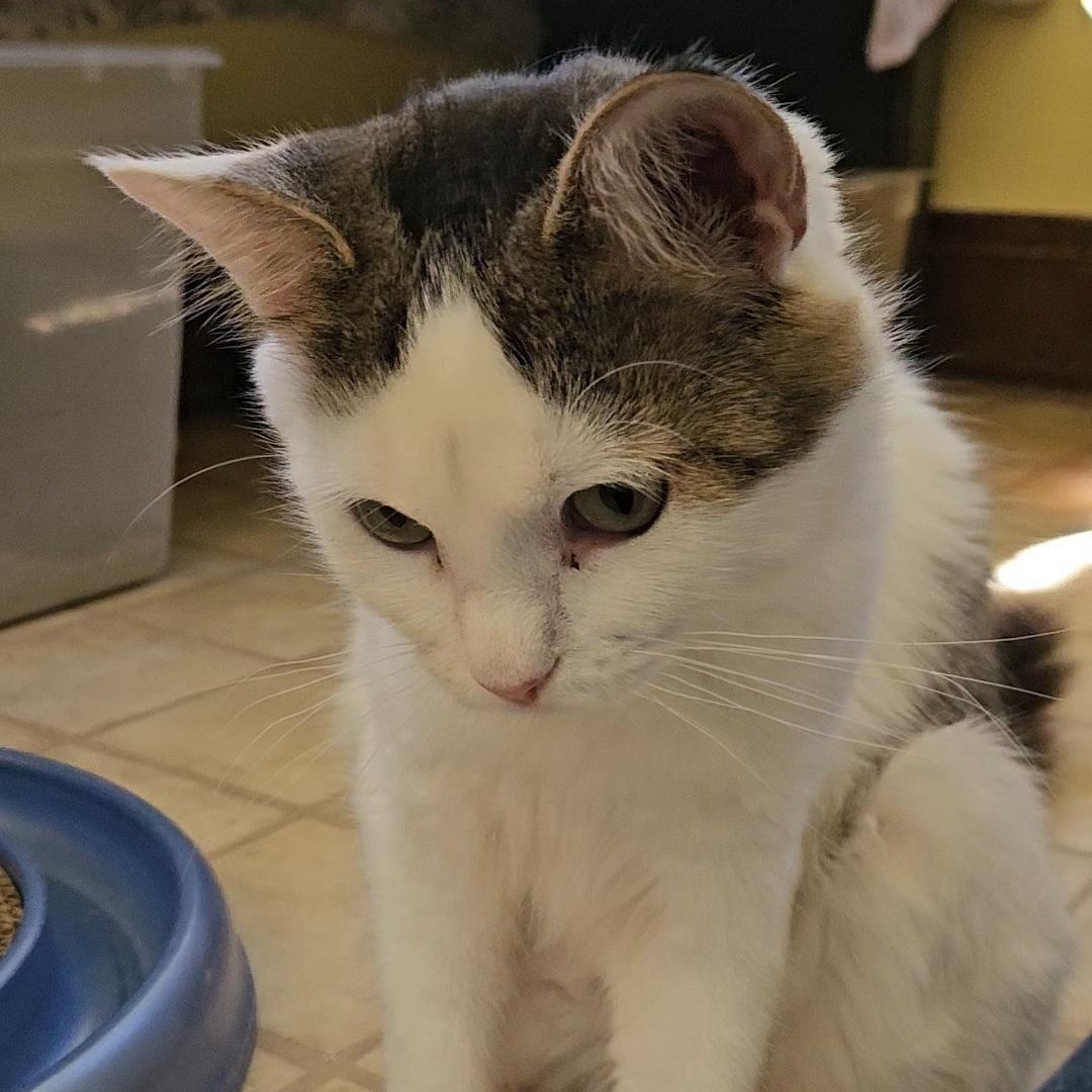 Enlarge Whitney (bonded to Ingrid and Phil), a Adopted Domestic Short Hair in Neenah, WI image 6/6