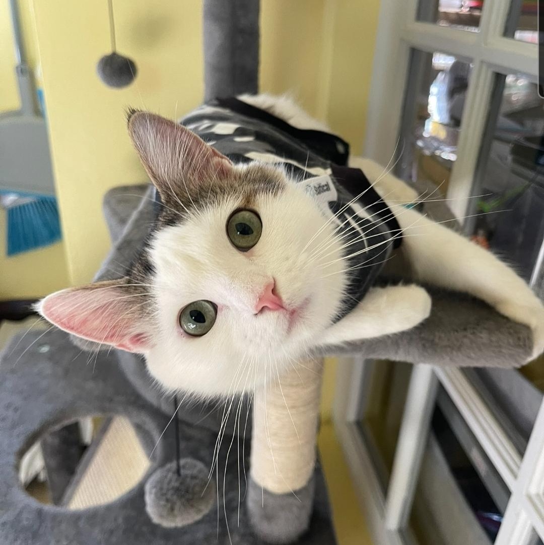 Whitney (bonded to Ingrid and Phil), Adopted, Young Female Domestic Short Hair.