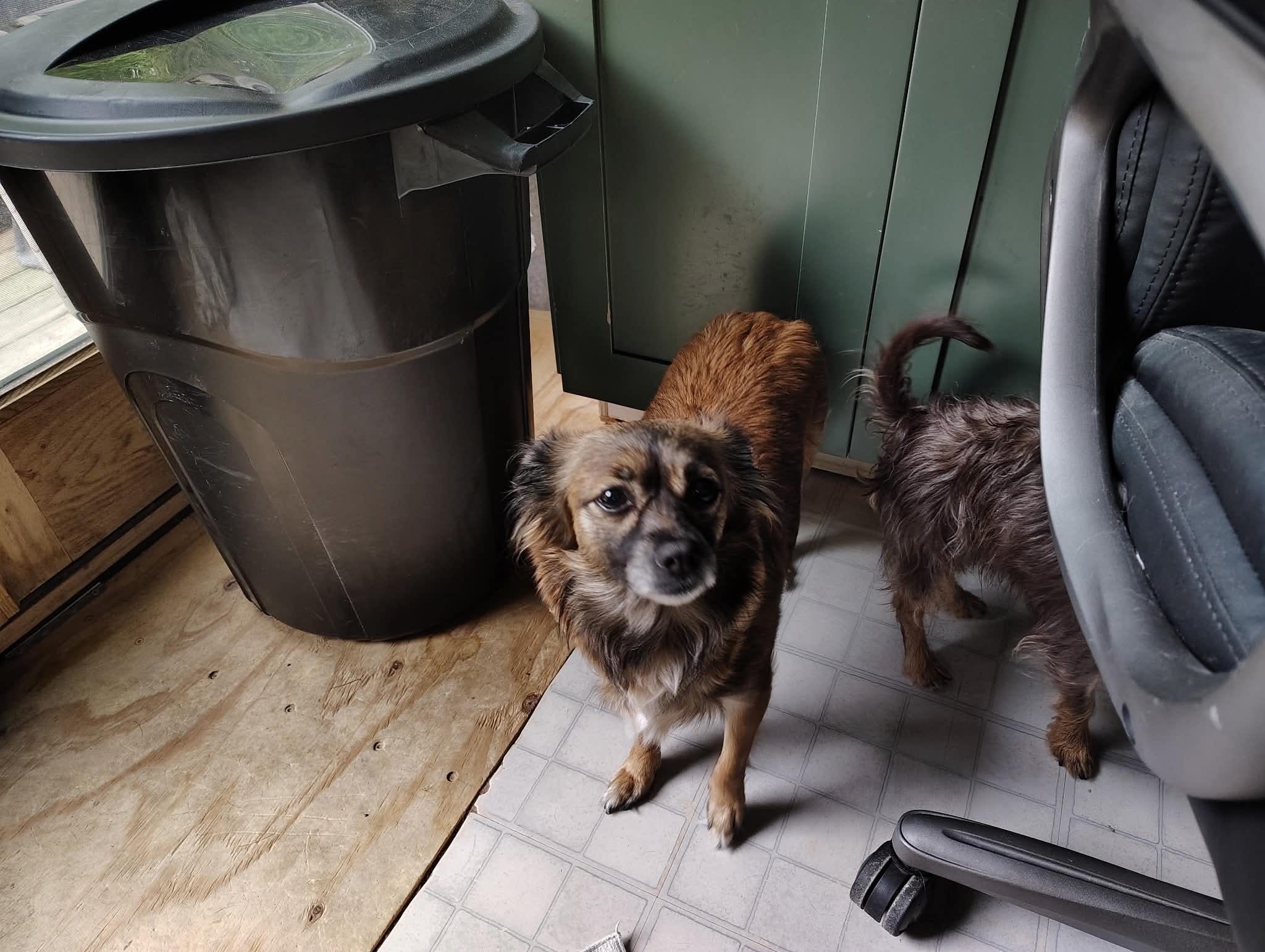 Courtesy Post - Dora, a ADOPTABLE mixed breed in Vernon, CT image 3/3