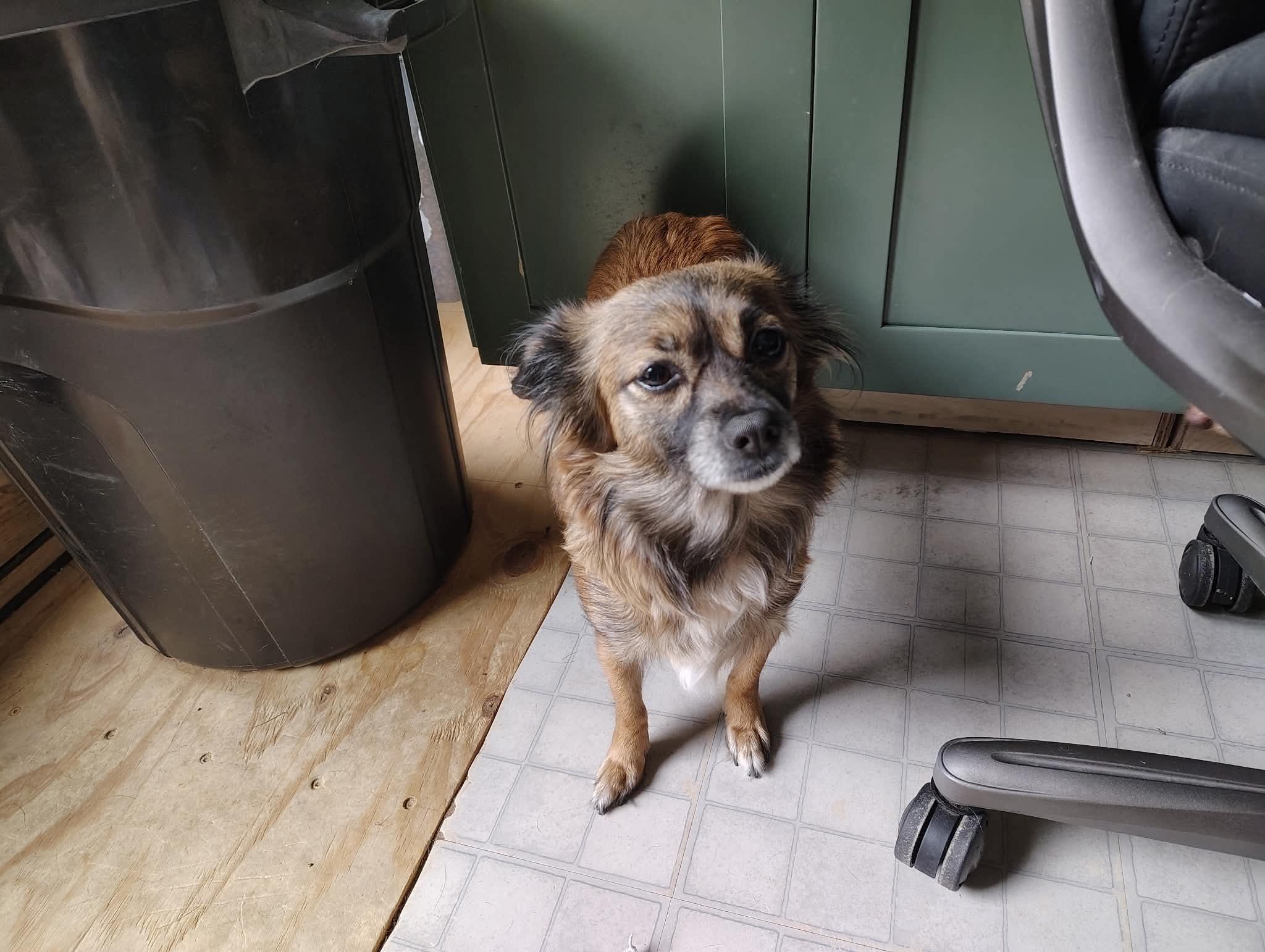 Courtesy Post - Dora, ADOPTABLE, Adult Female Shih Tzu & Chihuahua.
