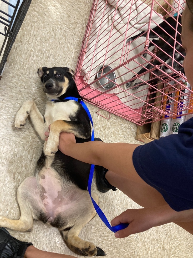 Reba & Rita, Adoptable, Adult Female Husky & Rottweiler.