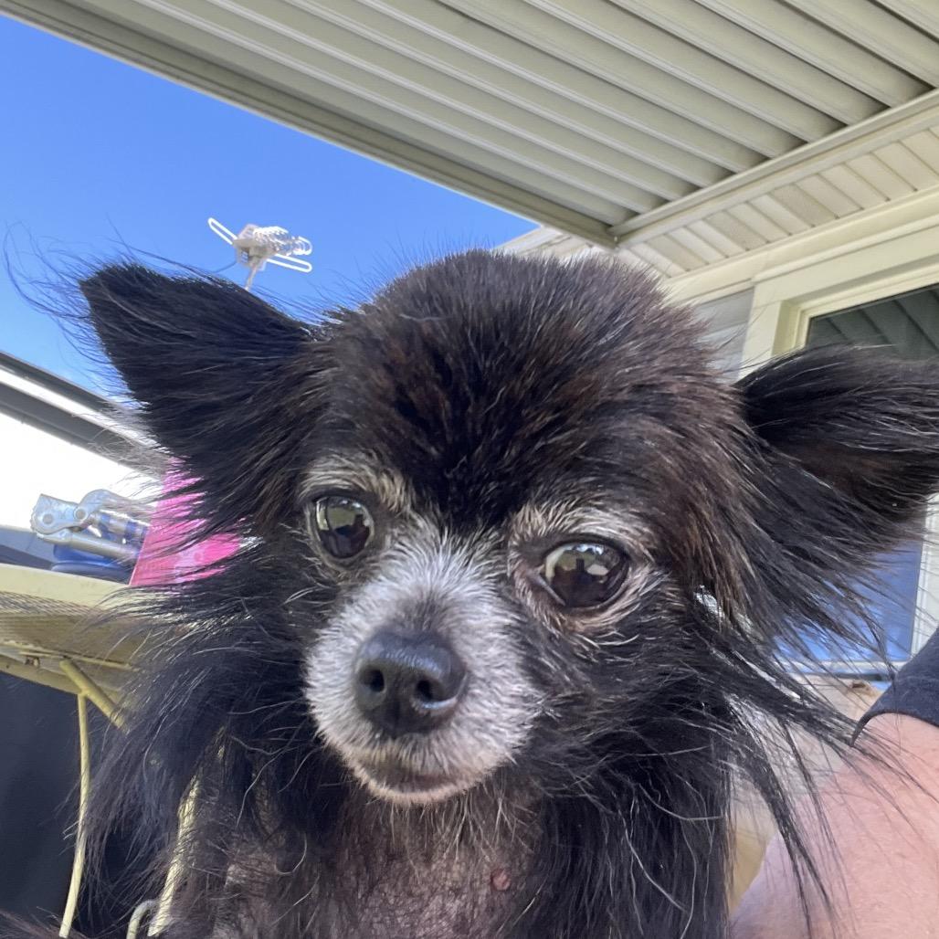 Peppa, Adoptable, Senior Female Chihuahua.