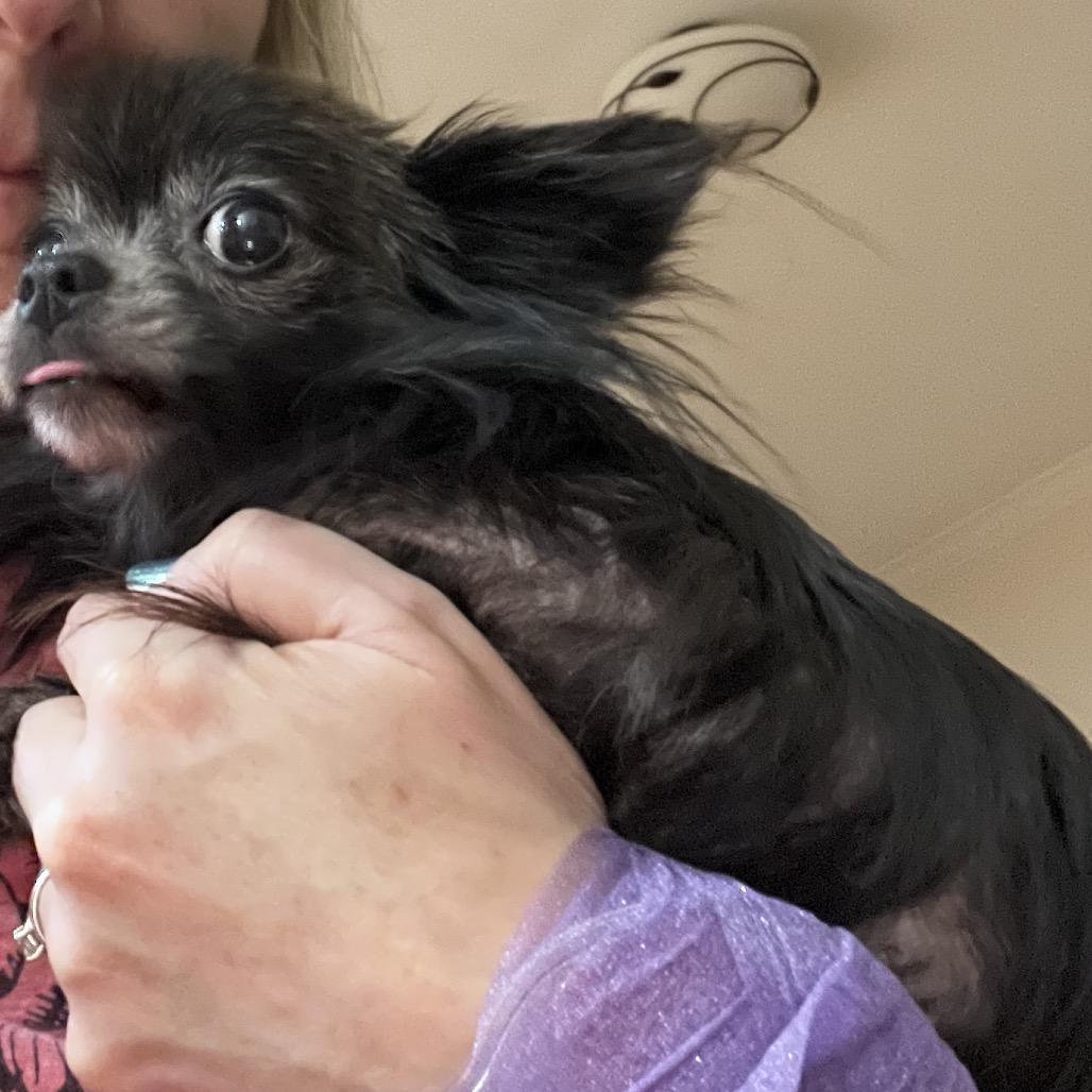 Enlarge Peppa, a Adoptable Chihuahua in Farmersville, OH image 2/3
