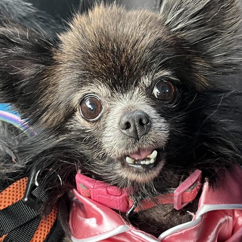Enlarge Peppa, a Adoptable Chihuahua in Farmersville, OH image 3/3