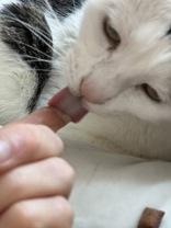 Enlarge Flora and Teller, a Adoptable mixed breed in Salem, NH image 5/6