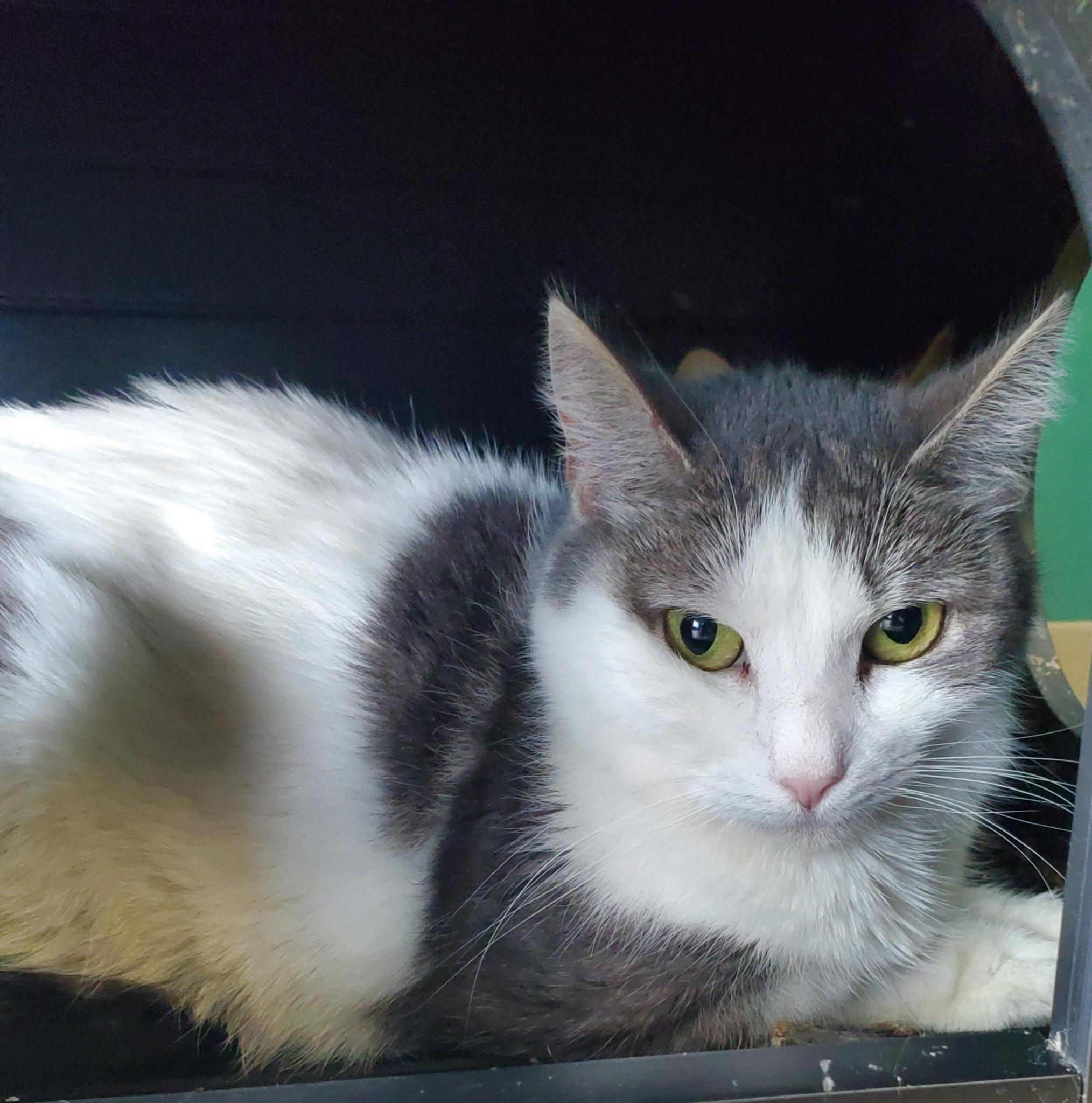 Enlarge Flora and Teller, a Adoptable mixed breed in Salem, NH image 6/6