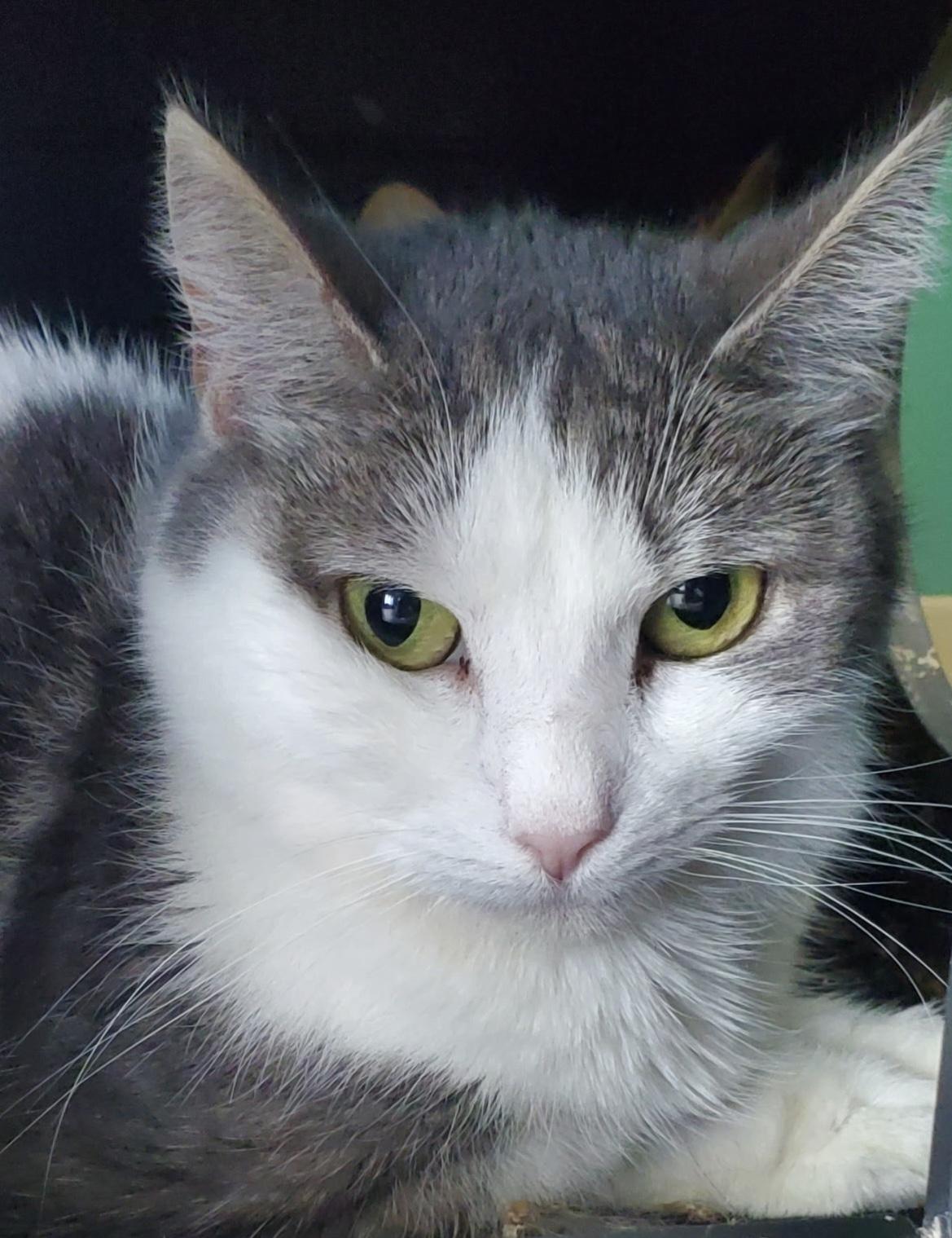 Flora and Teller, Adoptable, Adult Female Domestic Short Hair.