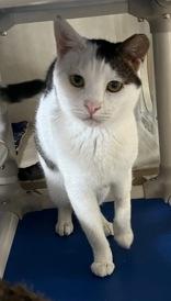 Teller, Adult Male Domestic Short Hair