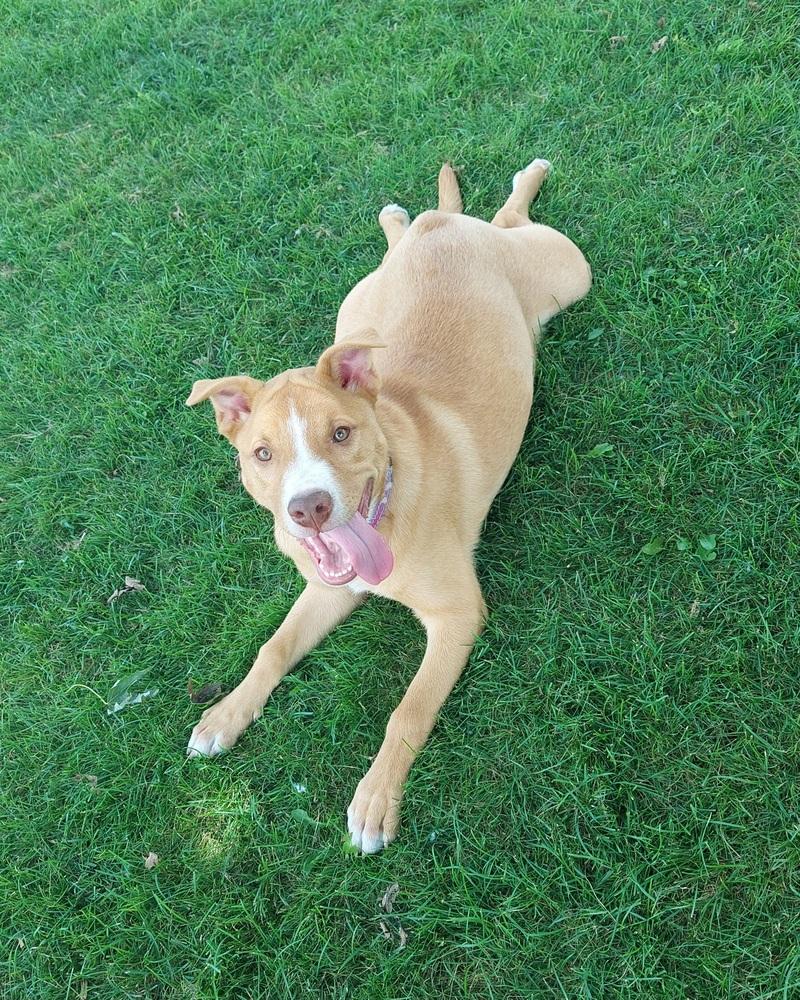 Fauna (Iowa), Adoptable, Puppy Female Pit Bull Terrier.