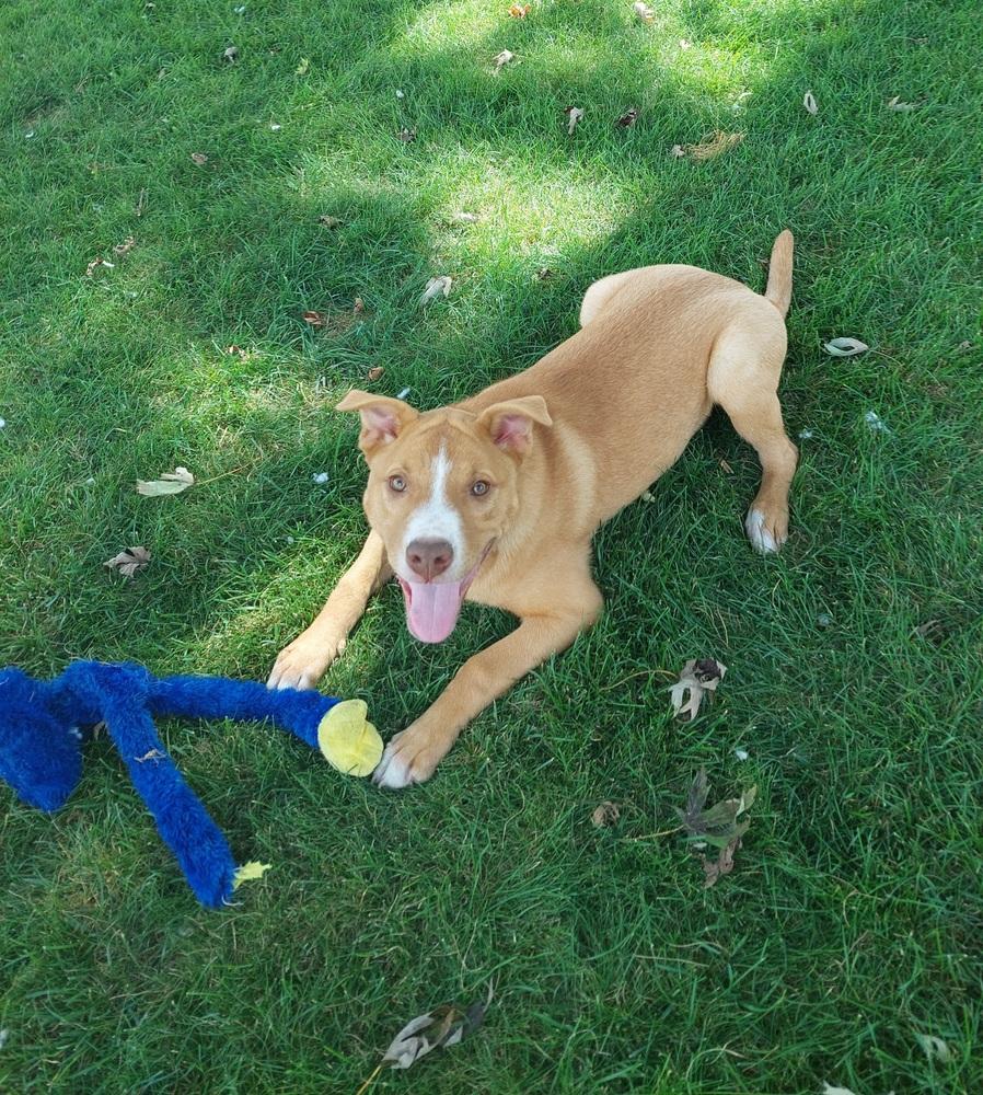 Fauna (Iowa), Adoptable, Puppy Female Pit Bull Terrier.