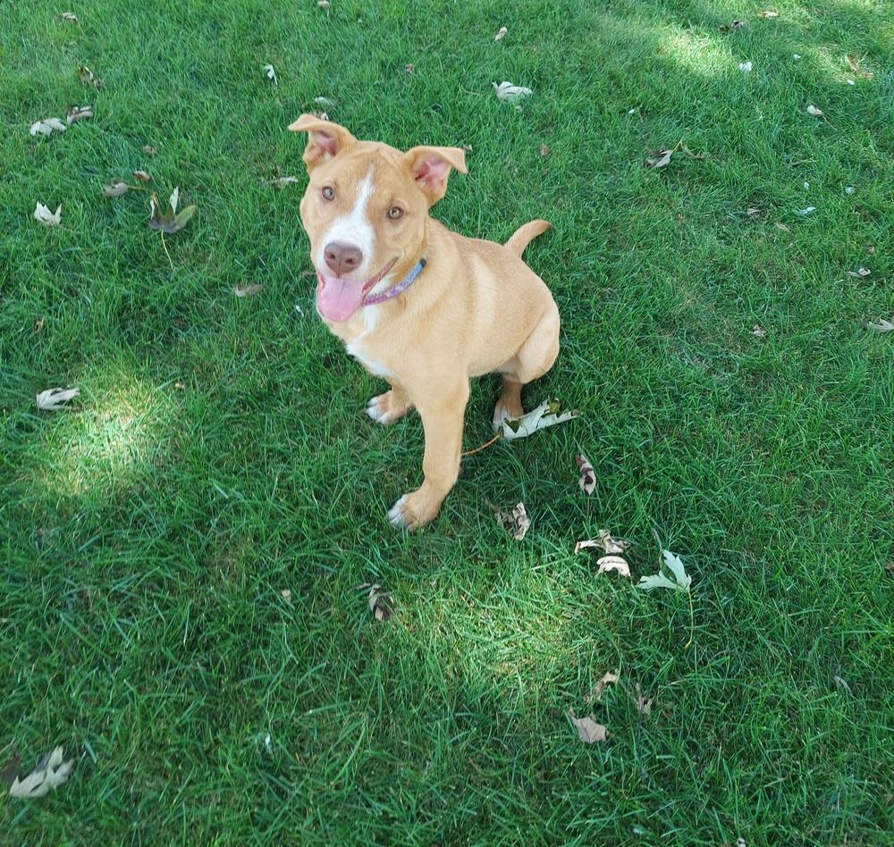 Enlarge Fauna (Iowa), a Adoptable mixed breed in Wildomar, CA image 4/4