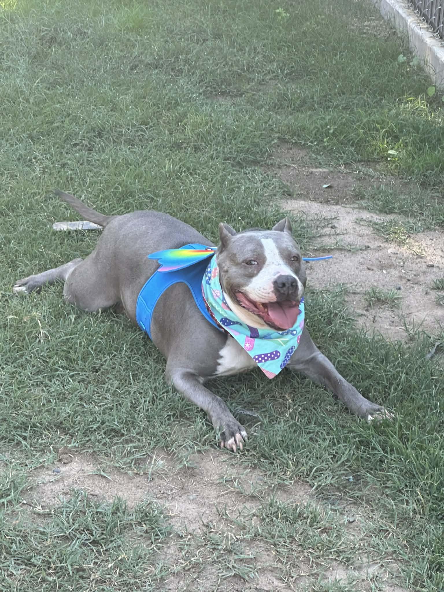 Dana, a ADOPTABLE mixed breed in Concord, CA image 3/3