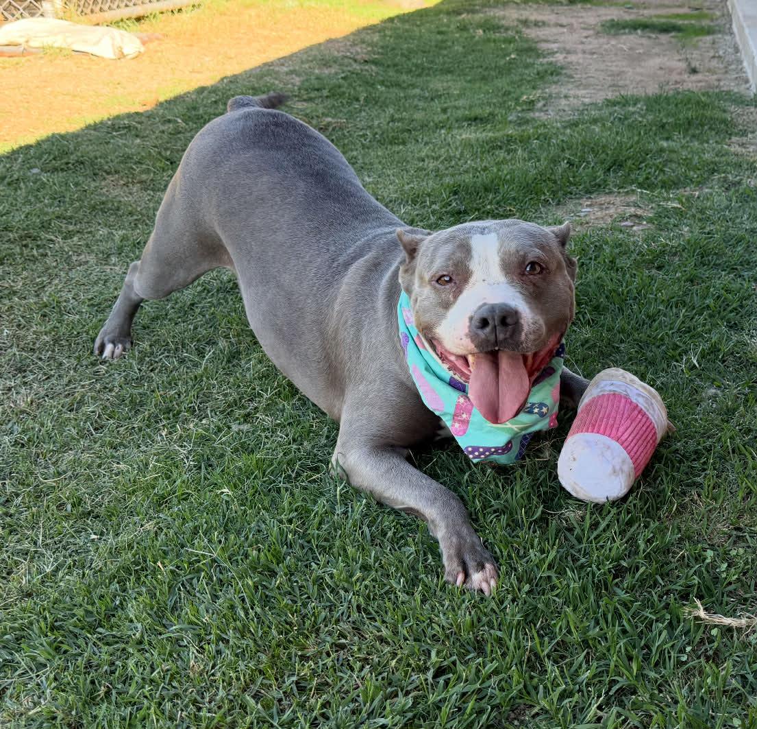 Dana, ADOPTABLE, Young Female Pit Bull Terrier.