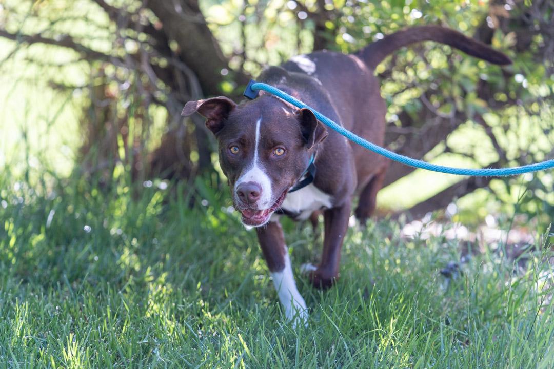 Eugene Fitzherbert, an adopted mixed breed in Davis, CA image 4/6