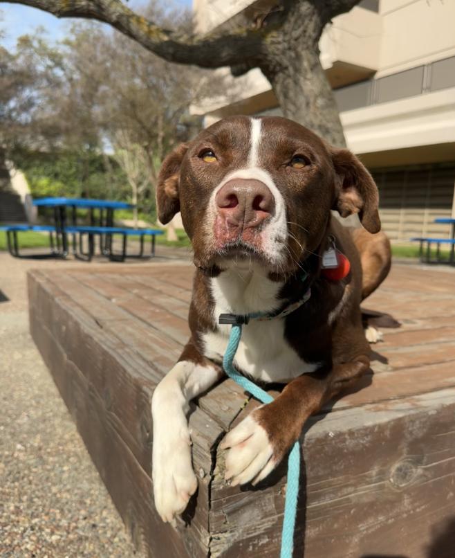 Eugene Fitzherbert, an adopted mixed breed in Davis, CA image 3/6
