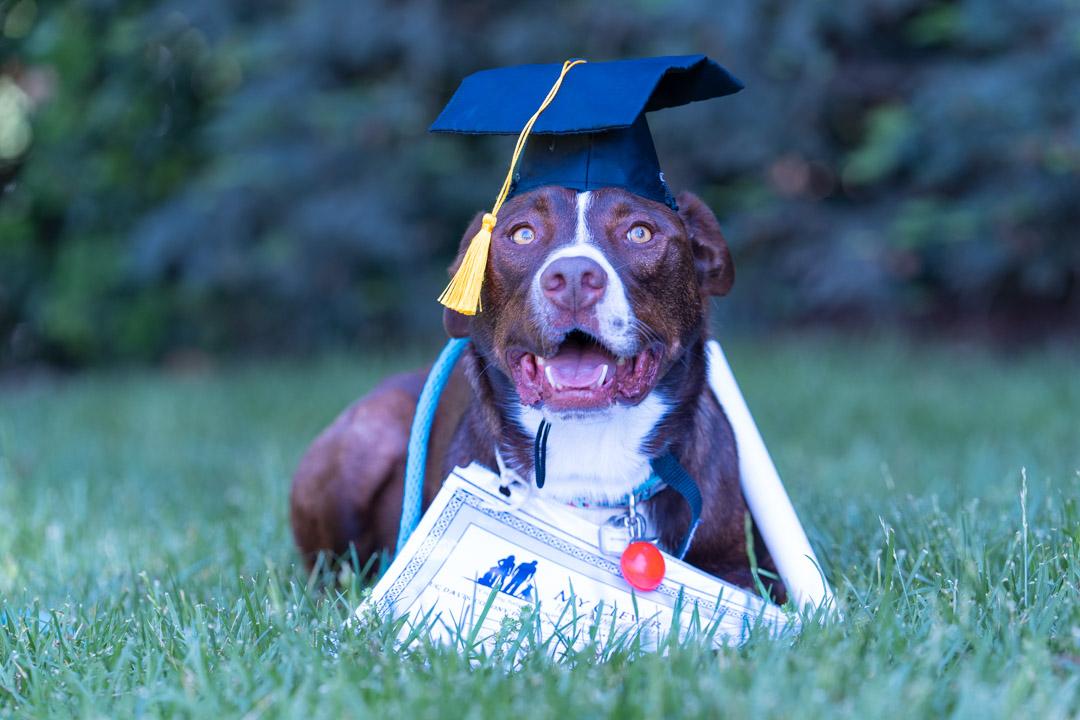 Eugene Fitzherbert, an adopted mixed breed in Davis, CA image 1/6