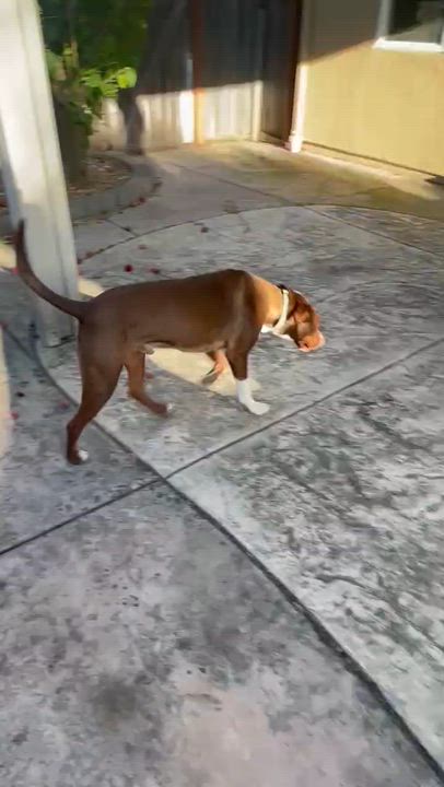 Enlarge Eugene Fitzherbert, an adopted mixed breed in Davis, CA video 6/6