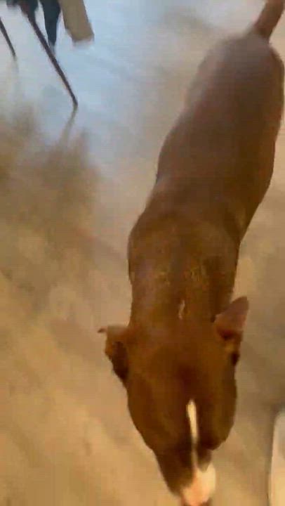 Enlarge Eugene Fitzherbert, an adopted mixed breed in Davis, CA video 5/6