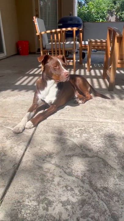 Enlarge Eugene Fitzherbert, an adopted mixed breed in Davis, CA video 2/6